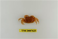 藏品(蔡氏澤蟹)的圖片